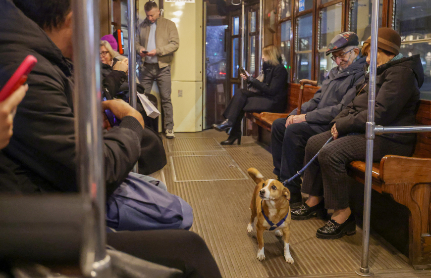 [뷰파인더 너머] (240) 이탈리아의 반려견 사랑