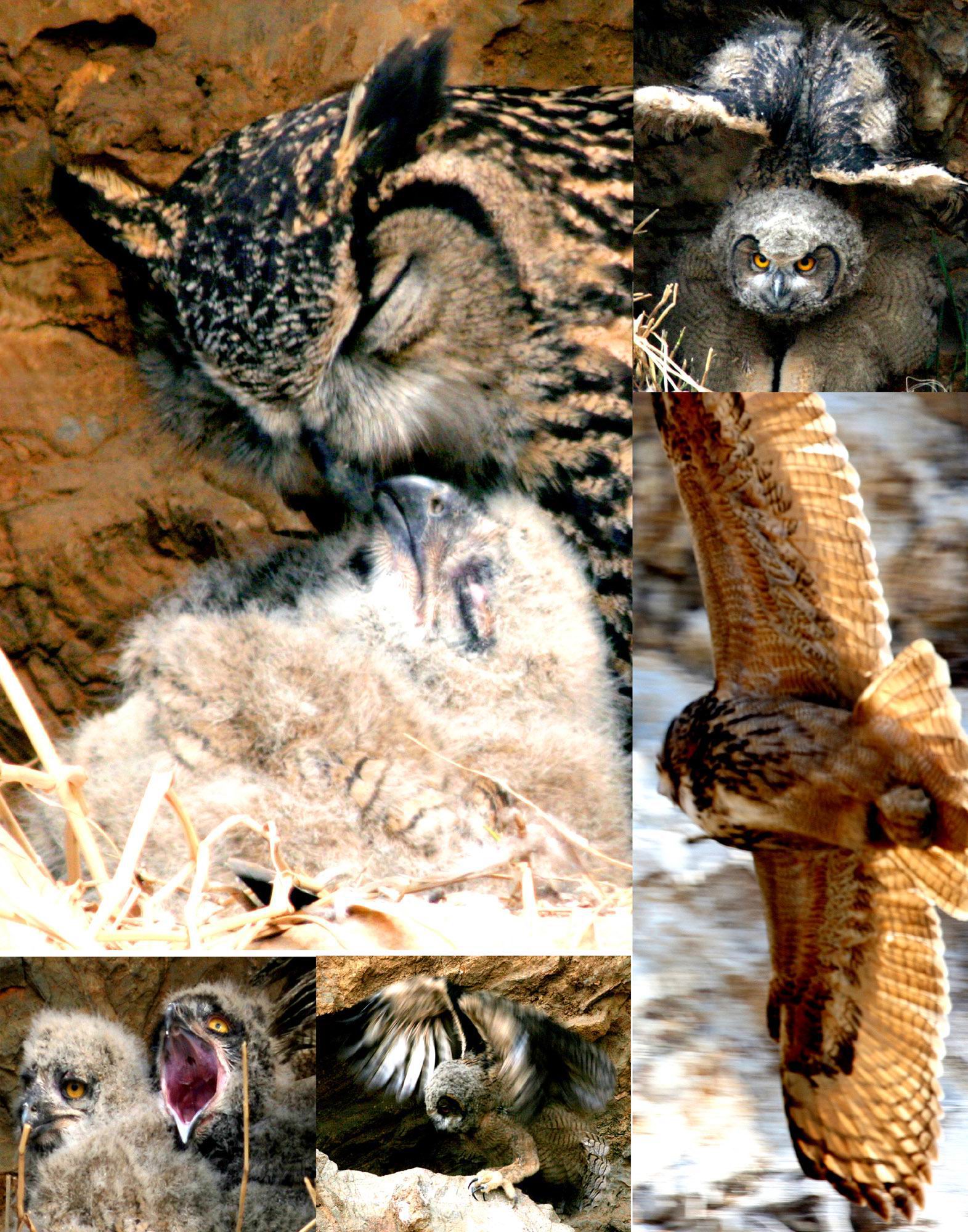 사진부문 수상작 '수리부엉이의 자식사랑, 번식생태 90일 추적'.