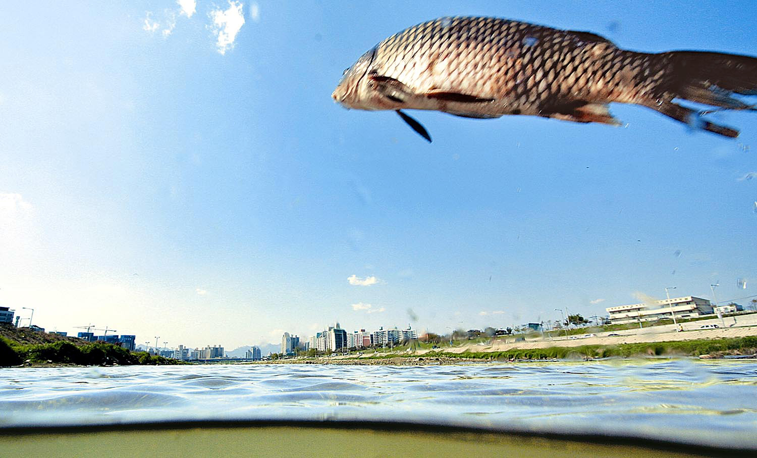 전문보도부문을 수상한 동아일보 사진부 박영대 기자의 잉어의 꿈.